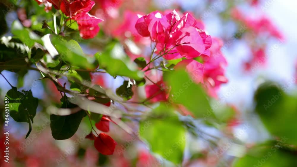 Beautiful view of pink flowers and green leaves under cloudy sky