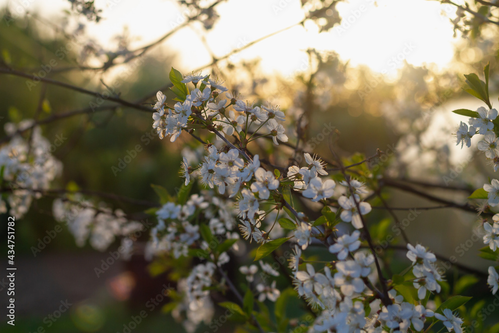 A blooming garden on a warm summer evening with white cherry blossoms in spring A blooming garden on a warm summer evening with white cherry blossoms in spring