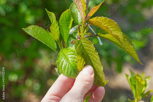 The cherry bud grafted onto the cherry tree and opened its leaves in the spring photo