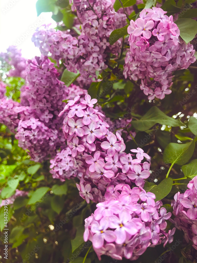 Beautiful Purple Lilac Flowers in a Spring Garden .Flowers Background .Spring Time Beautiful Purple Lilac Flowers in a Spring Garden .Flowers Background .Spring Time