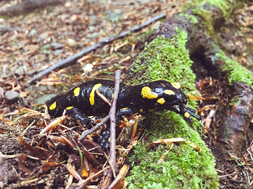 Spotted Salamander in the Forest .Black Lizard with Yellow Dots © boryanam