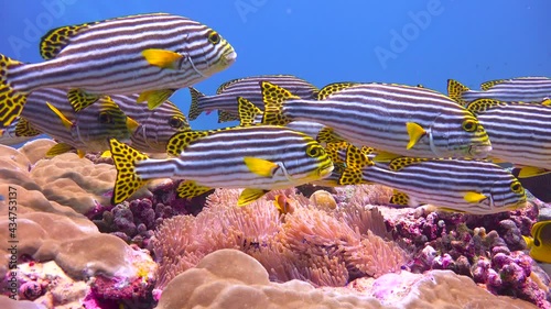 Eastern ribbon sweet-coats. Exciting diving on the reefs of the Maldives archipelago. 