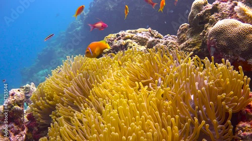 The symbiosis of clownfish and anemones. Exciting diving on the reefs of the Maldives archipelago. 