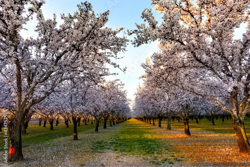 Fotografija almond field