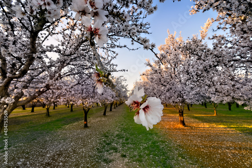 tree in spring