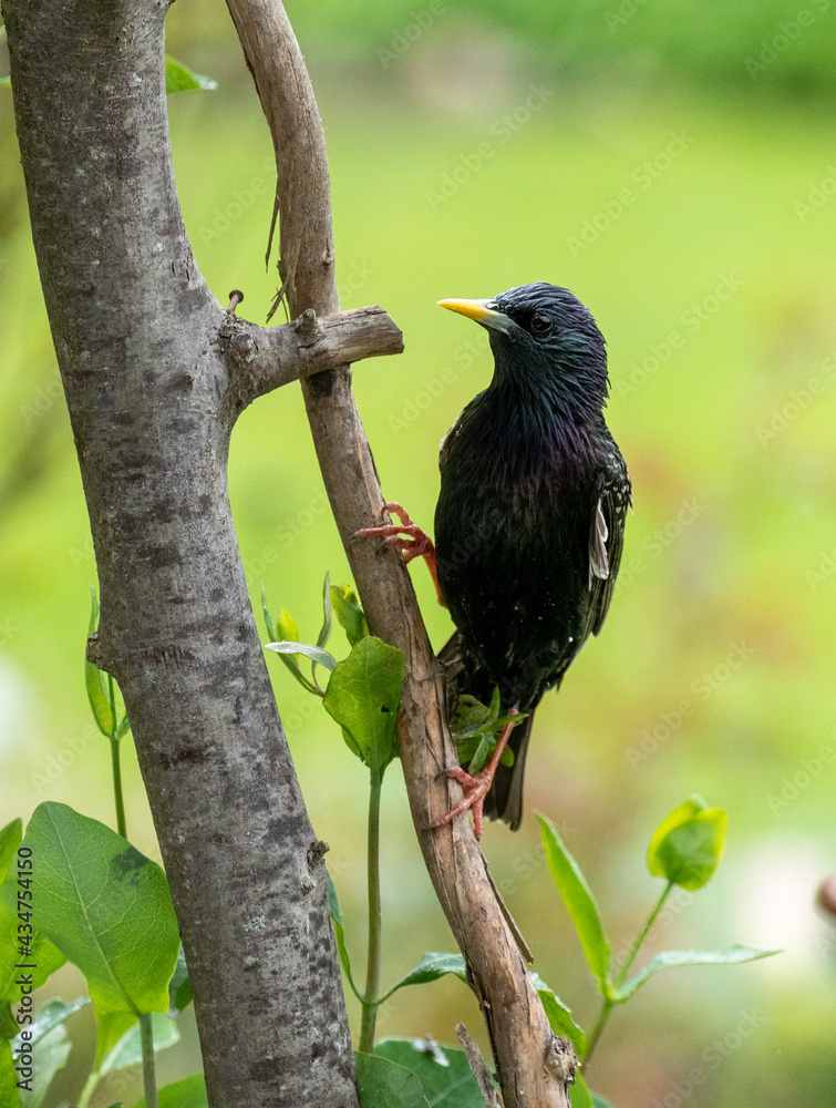 Fototapeta premium Stare Vögel