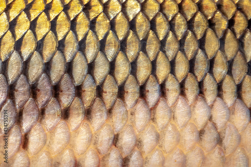 golden scales of a freshly caught carp, scales of a large river fish close-up, fish skin texture