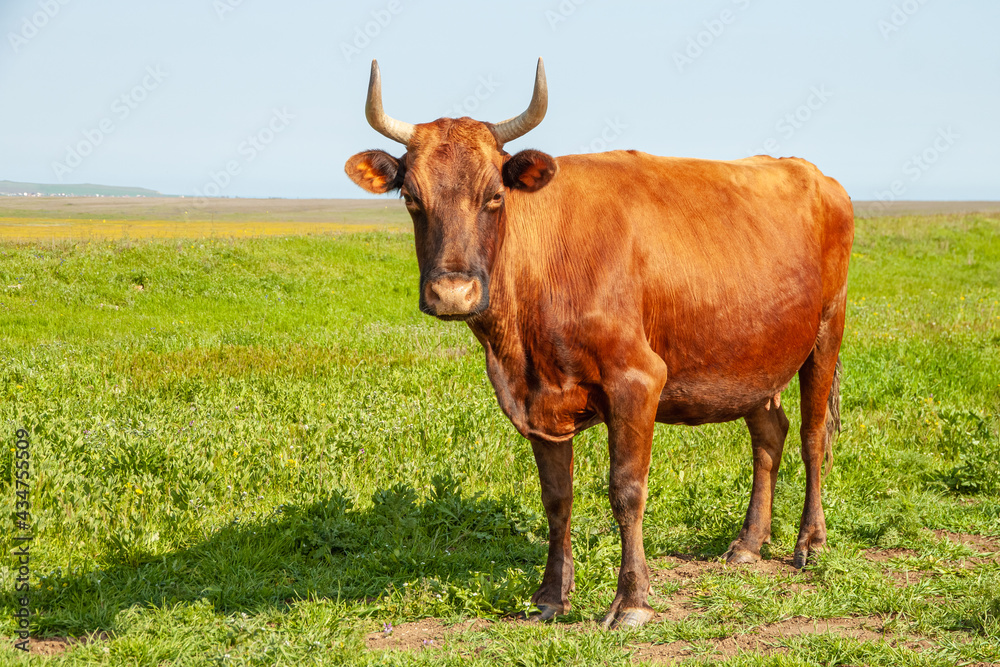 A brown cow stands against a background of a green field and a blue sky. The animal's gaze is directed towards the camera A brown cow stands against a background of a green field and a blue sky. The animal's gaze is directed towards the camera