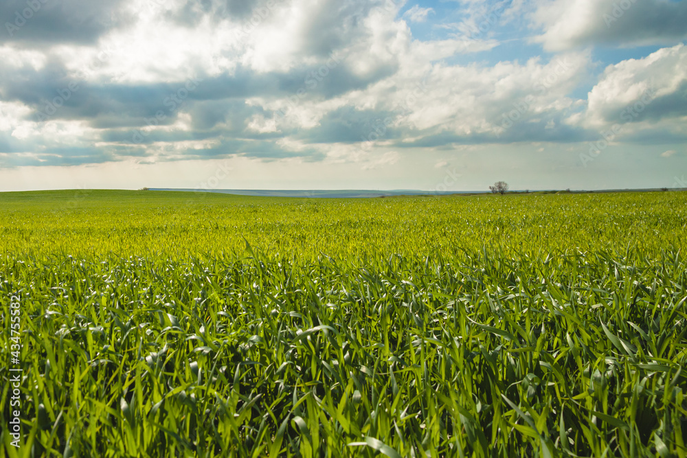 A green field of wheat against a cloudy sky. The concept of agriculture