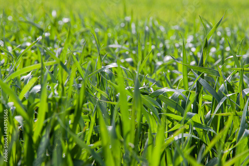 Green leaves of young wheat close-up. Selective focus. The concept of agriculture