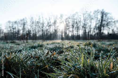 frost on grass with trees 