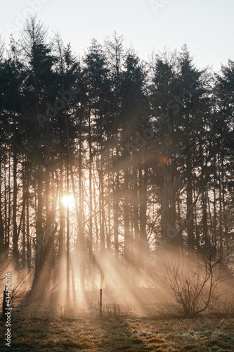 orange sun rays through trees with fog