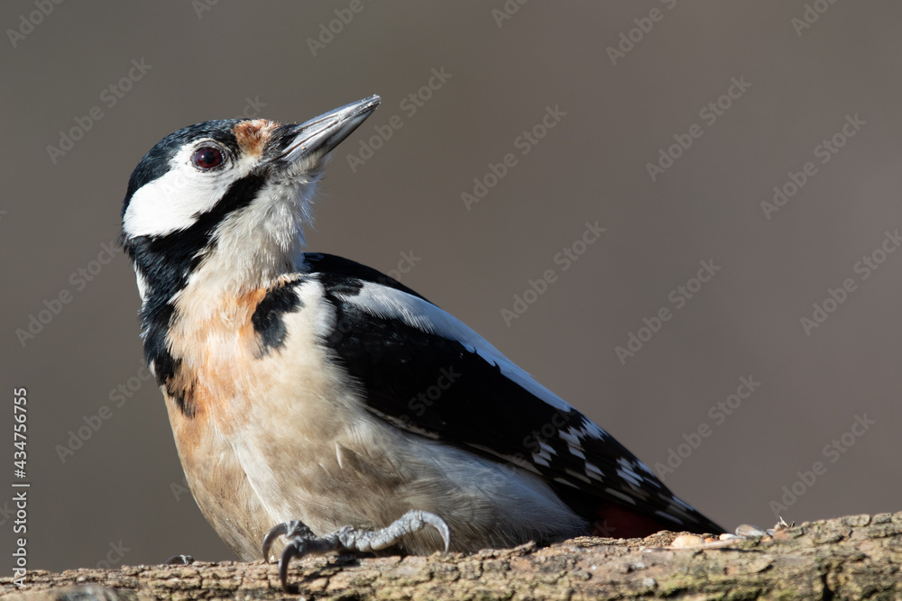 Great spotted Woodpecker