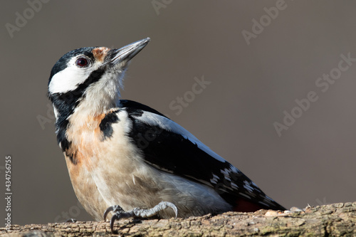 Obraz na płótnie Great spotted Woodpecker w salonie