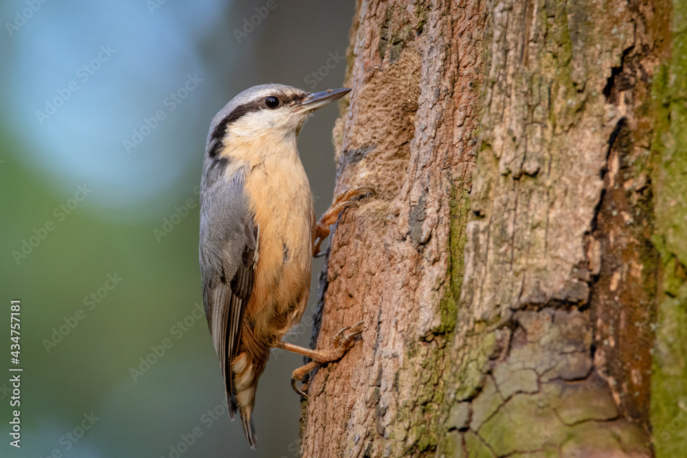 Nuthatch bird