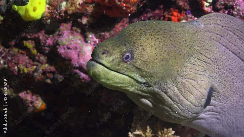 Moray eel. Night dive on the reefs of the Maldives archipelago. Moray eel. Night dive on the reefs of the Maldives archipelago.