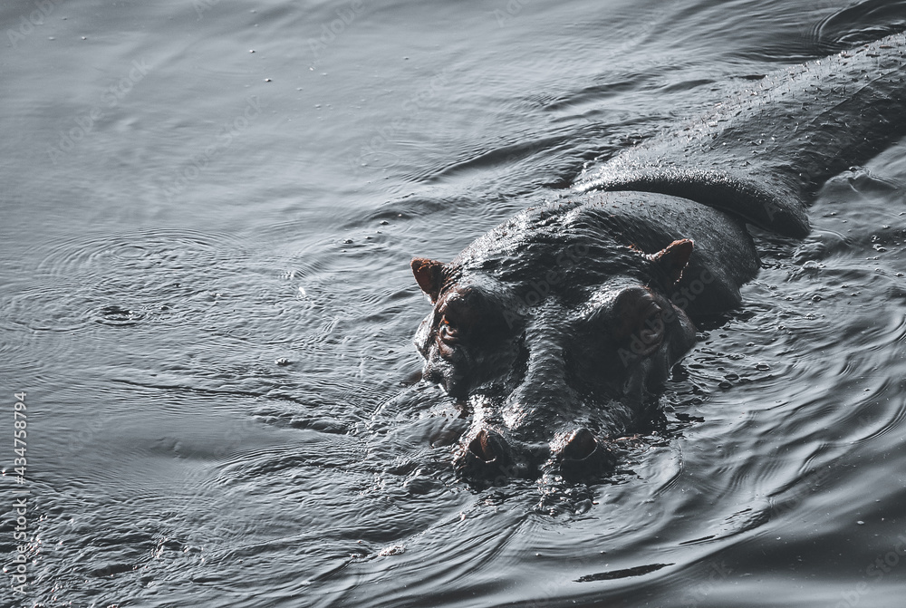 Fototapeta premium Tanzania