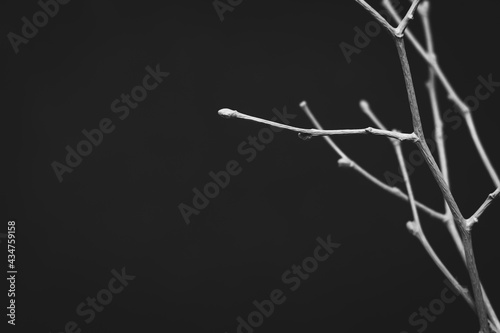 Minimalistic still life photography on black background. Defocused bleached trees twigs on the black backdrop.