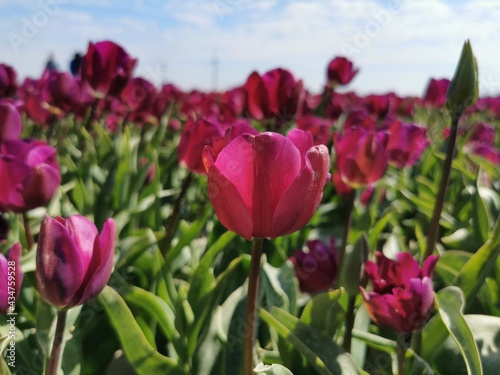 field of tulips