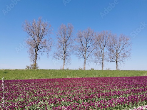 Wallpaper Mural field of tulips Torontodigital.ca