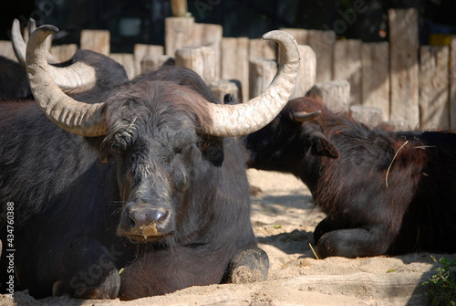Ein Büffel mit großem Horn.