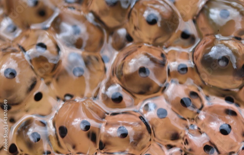 Fotografie Moor frog eggs