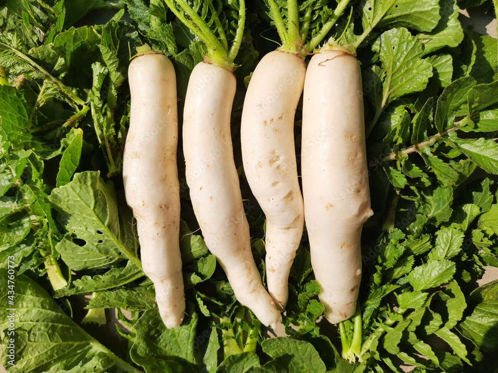 Radish Vegetable