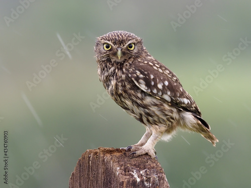 Little owl, Athene noctua