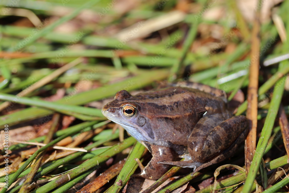 Rana arvalis on grass Rana arvalis on grass