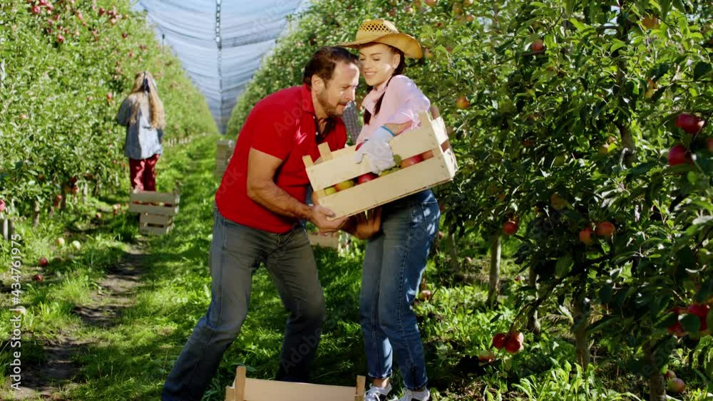 Walking farmer in the middle of the apple orchard bringing a wooden box to other seasonal worker lady they collecting fresh ripe apple from the tree Walking farmer in the middle of the apple orchard bringing a wooden box to other seasonal worker lady they collecting fresh ripe apple from the tree