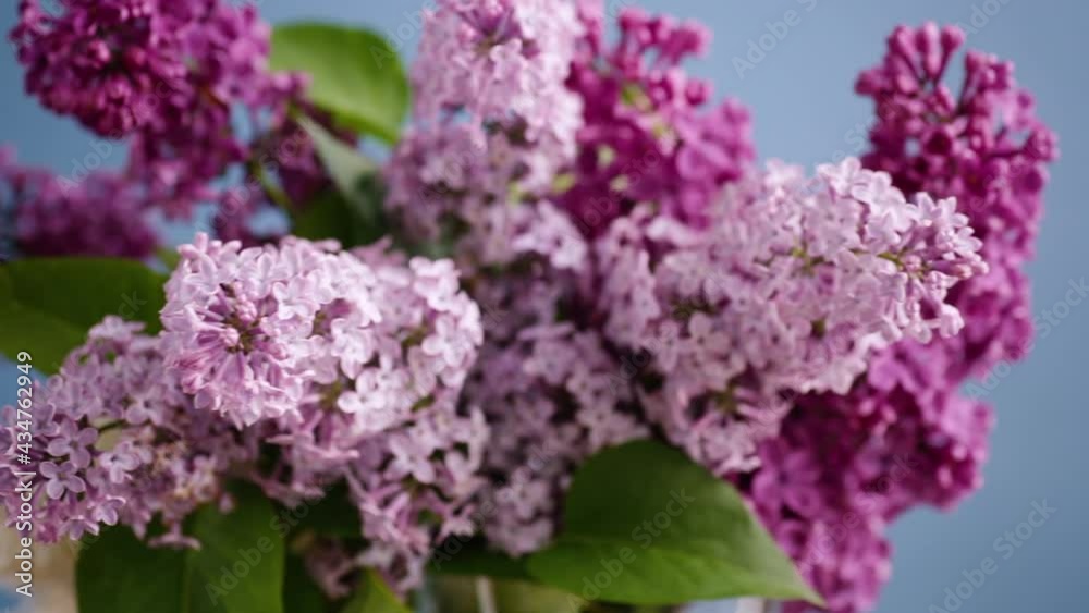 bouquet of different blooming spring lilacs in a vase on blue background bouquet of different blooming spring lilacs in a vase on blue background