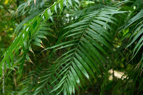 Rhopalostylis baueri tree from Norfolk Island in the botanical garden