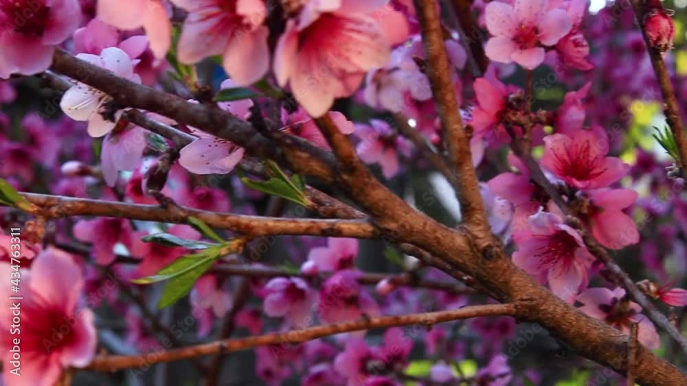 Peach Blossom tree Dolly end MCU 13sec Peach Blossom tree Dolly end MCU 13sec
