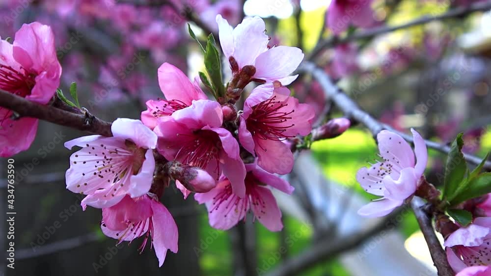Peach Blossom tree MCU Static 6sec