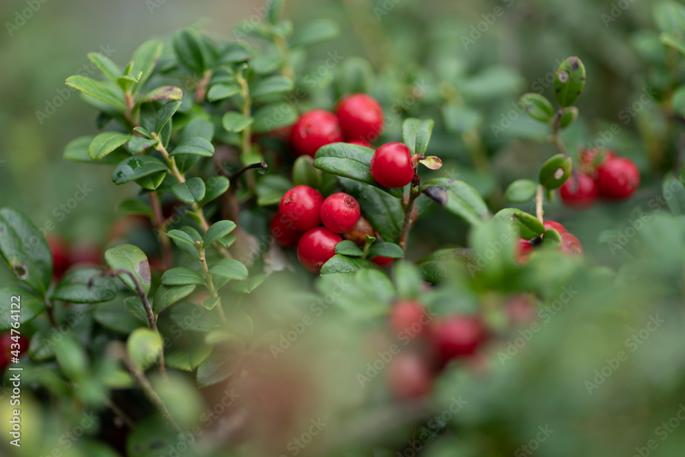 Vaccinium vitis-idaea or Lingonberry and Cowberry Vaccinium vitis-idaea or Lingonberry and Cowberry