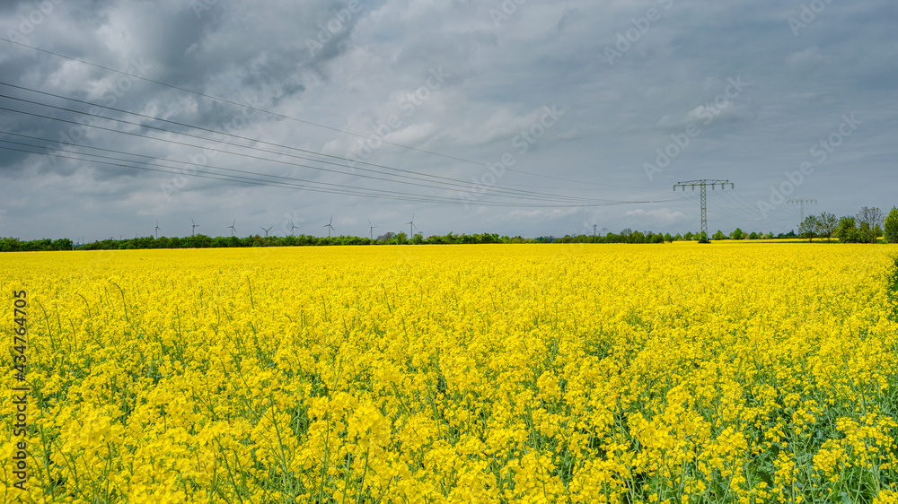 Obraz premium Panoramic view over beautiful farm landscape with rasp yellow at blossom field, wind turbines to produce green energy in Germany, Spring, blue sky and sunny day.