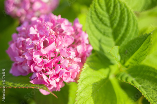 紫陽花 アジサイ ピンクの花