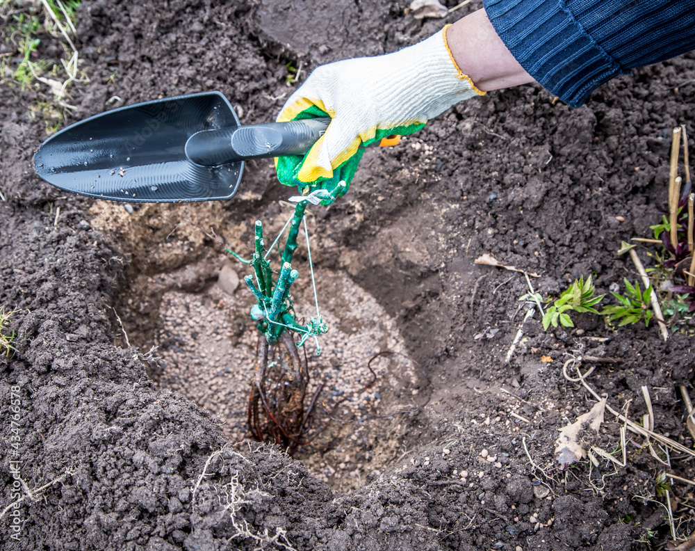 Planting a rose seedling in the open ground. Gardening works. Planting a rose seedling in the open ground. Gardening works.