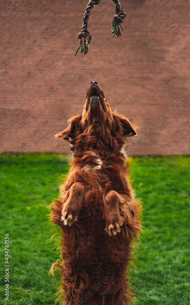 Vertical shot of a cute fluffy dog playing with a piece of ro - obrazy, fototapety, plakaty 