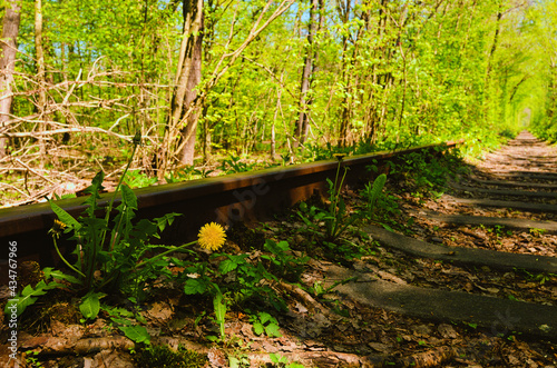 Close-up view of dandelion near old rusty railway in the natural tunnel formed by trees. Famous Tunnel of Love. Sunny spring day. Klevan  Rivne province. Ukraine