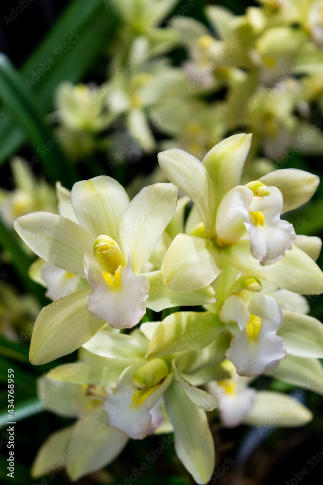 Group of orchid flowers in full bloom Group of orchid flowers in full bloom