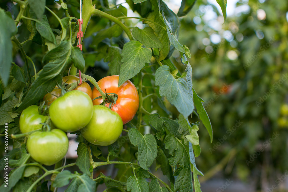 Tomatoes planting in green house Tomatoes planting in green house