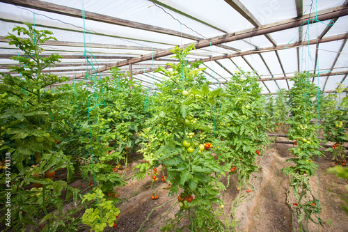 Tomatoes planting in green house