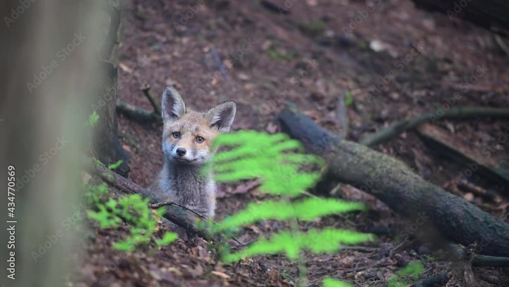 Young fox watching curious in front of their fox-building, spring, red fox, (vulpes vulpes), germany Young fox watching curious in front of their fox-building, spring, red fox, (vulpes vulpes), germany