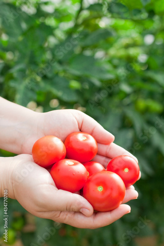Tomatoes harvest in woman's hand