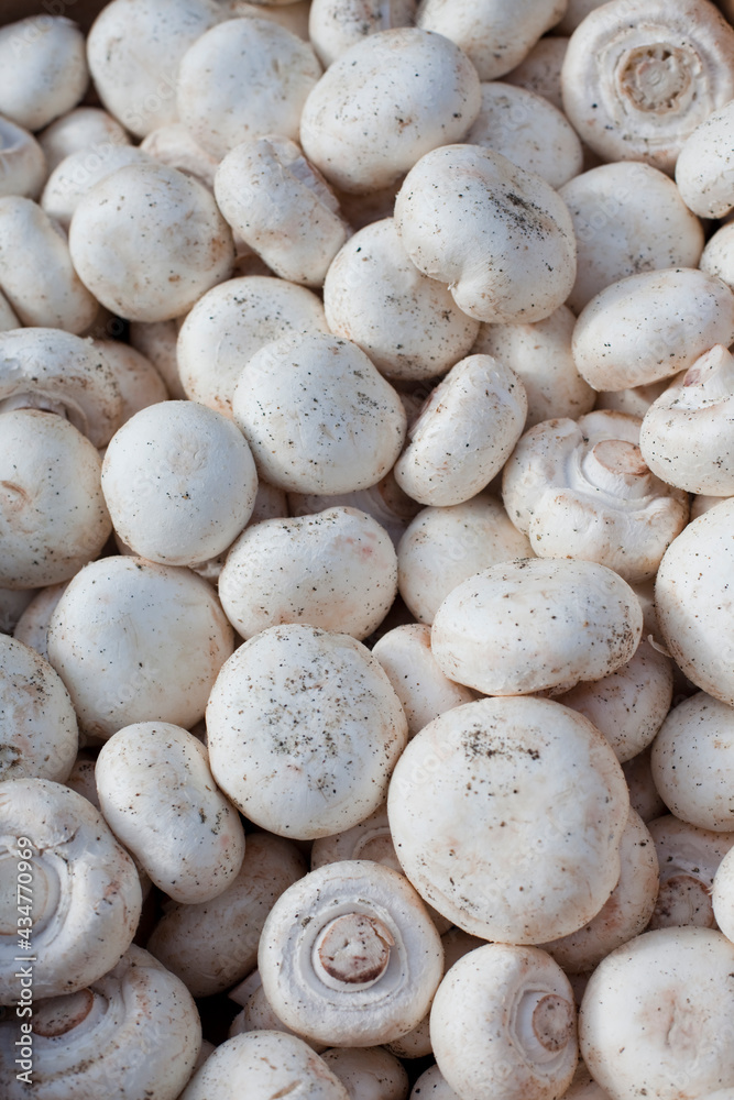 Mushroom background Mushroom background