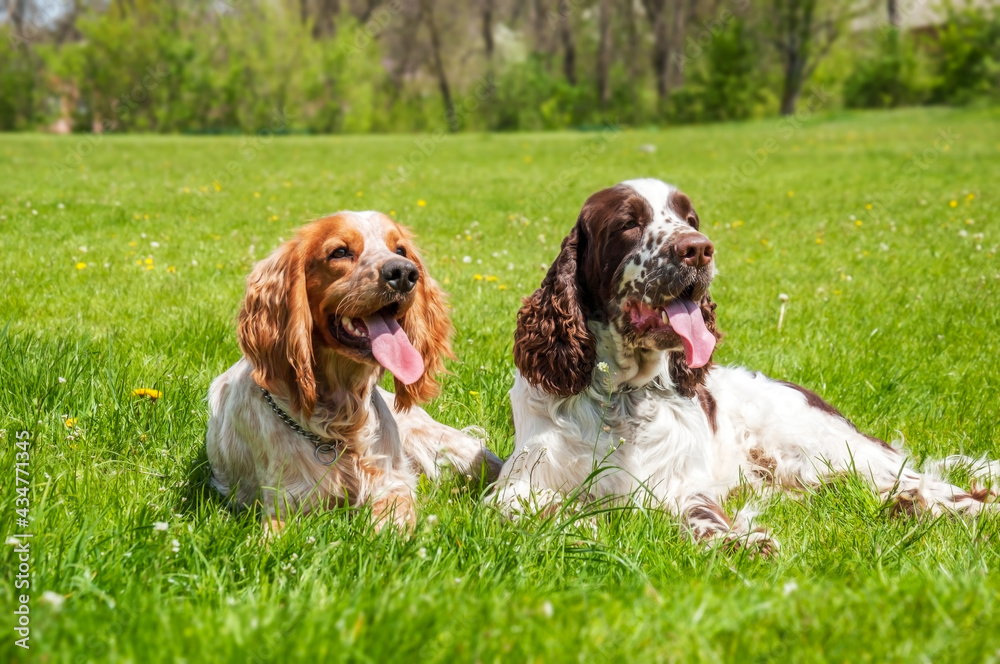Two adorable dogs lie on a green field on a sunny day. The red and white Russian sraniel and the brown and white springer spaniel are purebred hunting dogs.