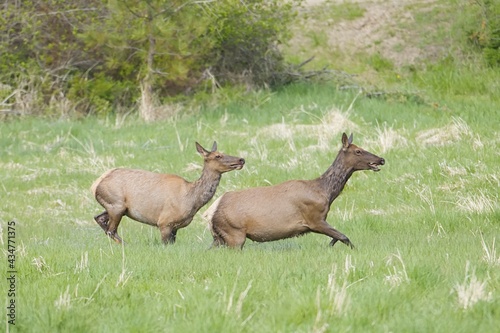Two elk in a grassy field.