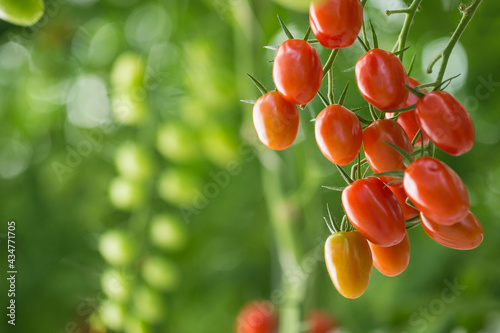 Cherry tomato