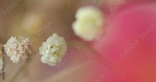 small colored flowers, macro plans of plants, colored world of nature, flora background and textures, color mixing